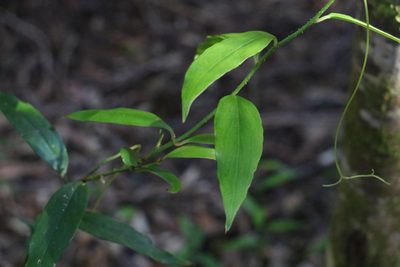 Petermannia cirrosa, photographed by Greg Tasney