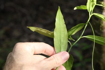 Petermannia cirrosa, photographed by Greg Tasney