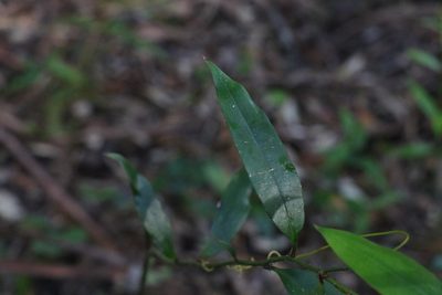 Petermannia cirrosa, photographed by Greg Tasney