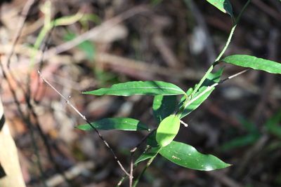 Petermannia cirrosa, photographed by Greg Tasney