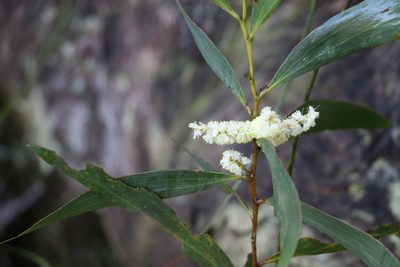 Acacia obtusifolia, photographed by Greg Tasney