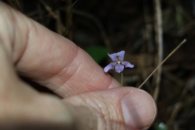 Viola silicestris, photographed by Greg Tasney