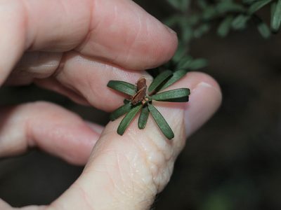 Pultenaea retusa, photographed by Greg Tasney