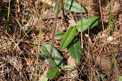 Hibbertia dentata, photographed by Greg Tasney