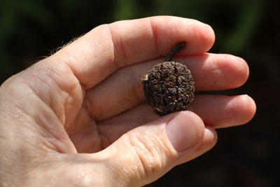 Allocasuarina torulosa, photographed by Greg Tasney
