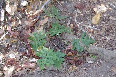 Doryopteris concolor, photographed by Clifford Davel