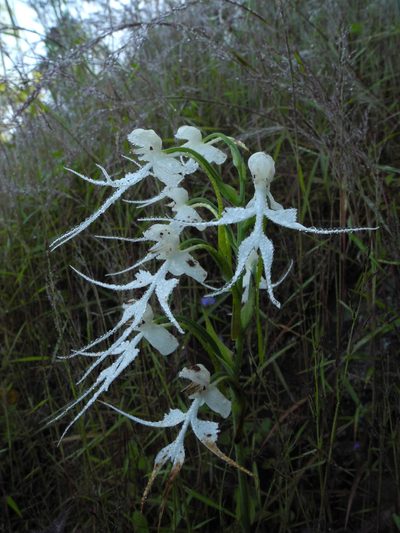 Habenaria crinifera, photographed by Divya Mudappa