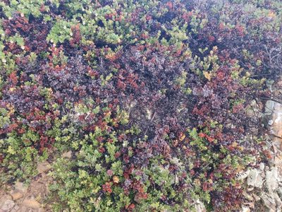 Arctostaphylos pacifica, photographed by Alexander Wentworth