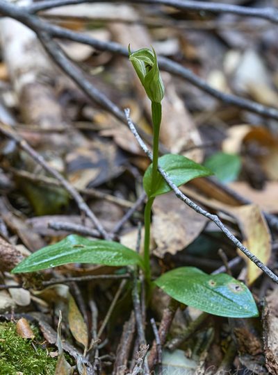 Pterostylis scabrida, photographed by Brendan Costello