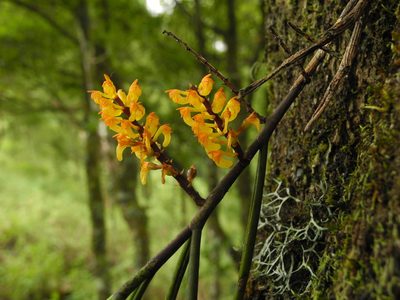 Cleisostomopsis filiformis, photographed by Divya Mudappa