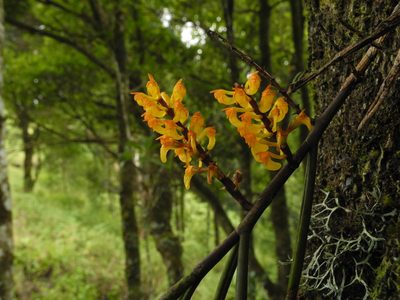 Cleisostomopsis filiformis, photographed by Divya Mudappa
