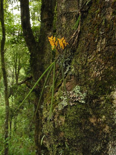 Cleisostomopsis filiformis, photographed by Divya Mudappa