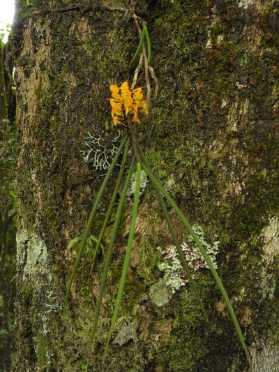 Cleisostomopsis filiformis, photographed by Divya Mudappa