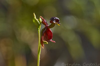 Caleana major, photographed by Brendan Costello