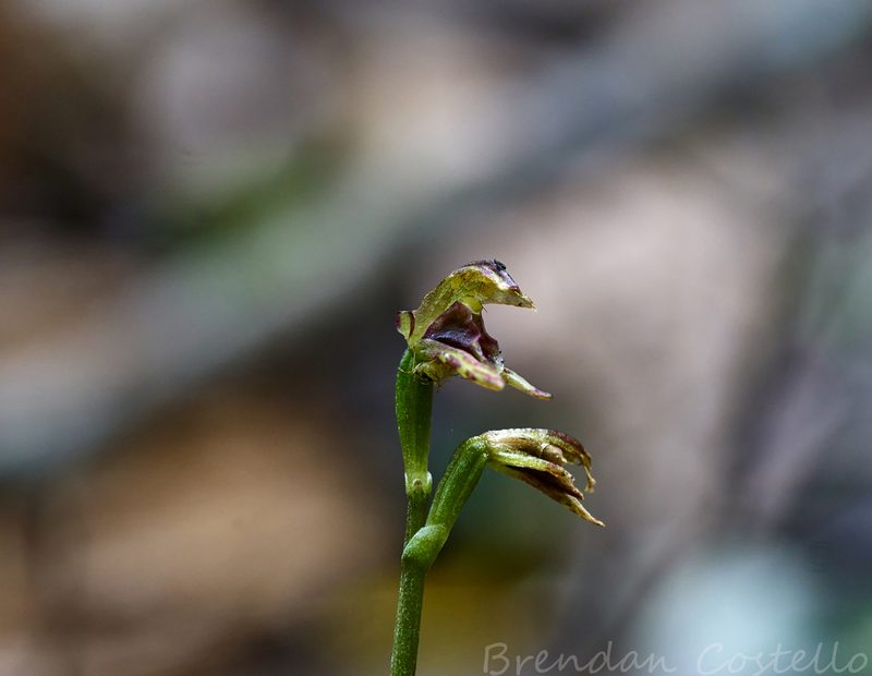 Townsonia viridis, photographed by Brendan Costello