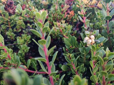Arctostaphylos pacifica, photographed by Alexander Wentworth