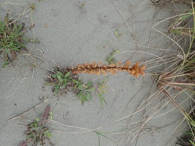 Orobanche minor, photographed by Arnim Littek
