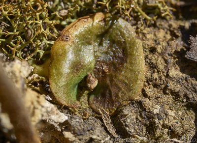 Pyrorchis nigricans, photographed by Brendan Costello