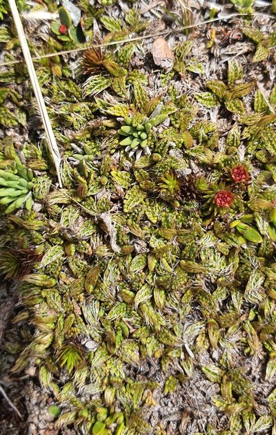 Anisotome imbricata, photographed by Katie Jenkins
