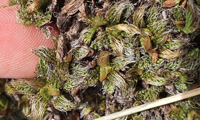 Anisotome imbricata, photographed by Katie Jenkins
