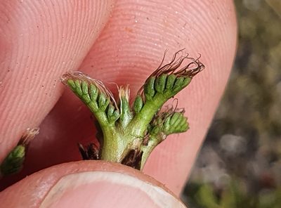 Anisotome imbricata, photographed by Katie Jenkins