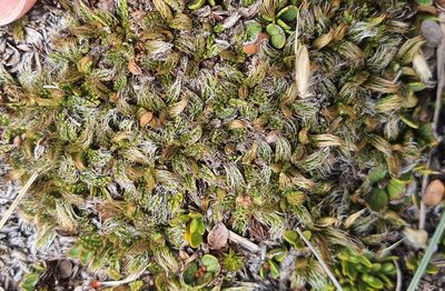 Anisotome imbricata, photographed by Katie Jenkins