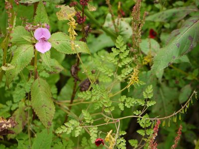 Impatiens sulcata, photographed by Dinesh Valke