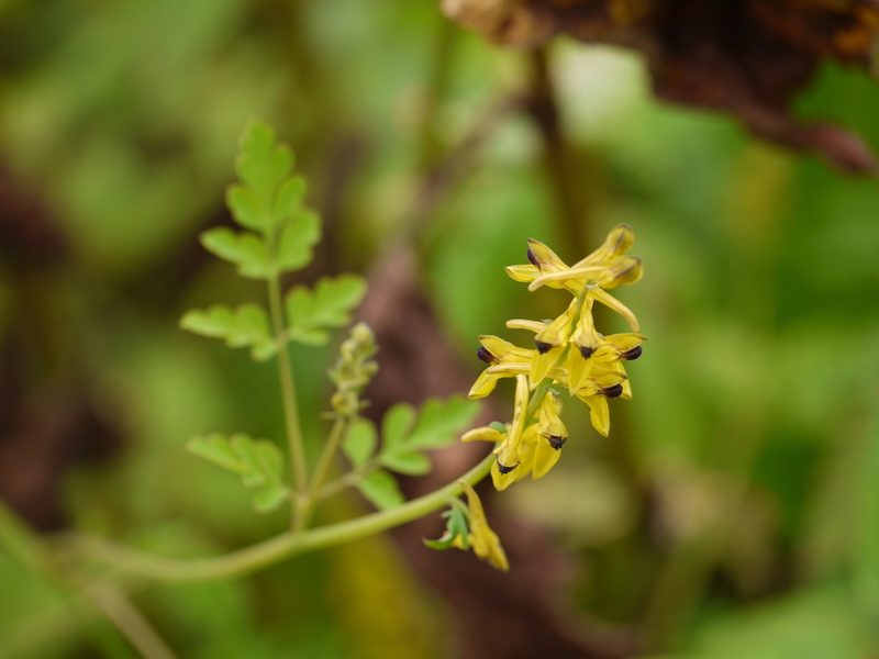 Corydalis cornuta, photographed by Dinesh Valke
