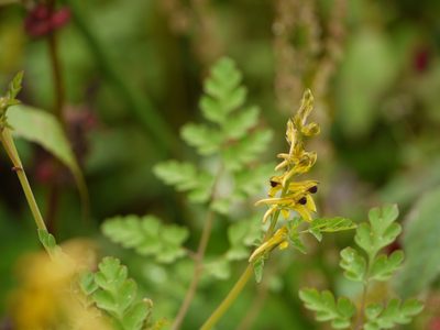 Corydalis cornuta, photographed by Dinesh Valke