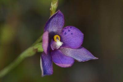 Thelymitra nervosa, photographed by Christopher Stephens