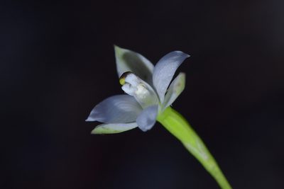Thelymitra longifolia, photographed by Christopher Stephens