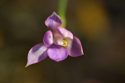 Thelymitra nervosa, photographed by Christopher Stephens