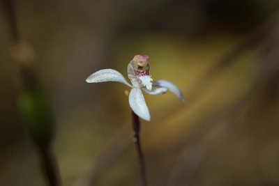 Caladenia chlorostyla, photographed by Christopher Stephens