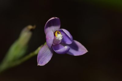 Thelymitra nervosa, photographed by Christopher Stephens