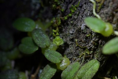 Bulbophyllum pygmaeum, photographed by Christopher Stephens