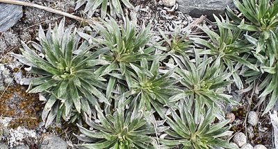 Celmisia viscosa, photographed by Katie Jenkins