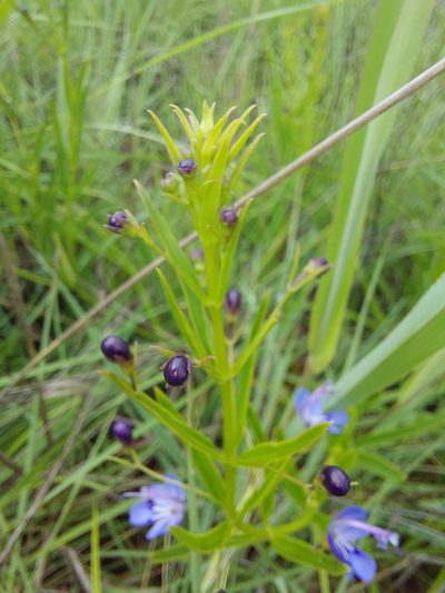 Rotheca louwalbertsii, photographed by Manuel R Popp