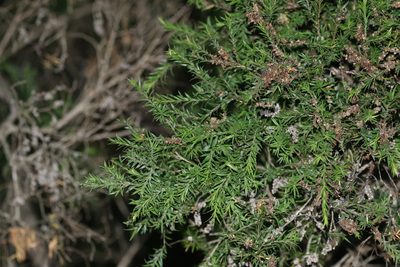 Melaleuca bracteata, photographed by Greg Tasney