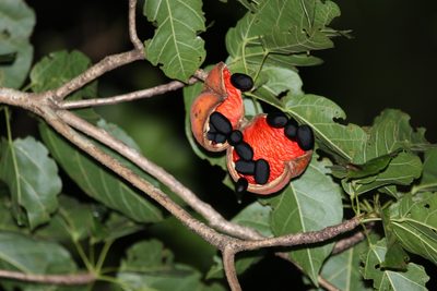 Sterculia quadrifida, photographed by Greg Tasney