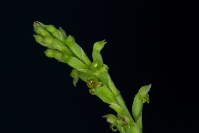 Microtis parviflora