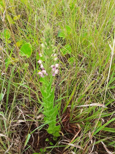 Brachycorythis pubescens