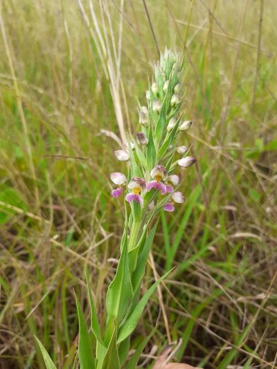 Brachycorythis pubescens, photographed by grabbarg