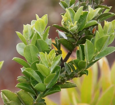 Podalyria calyptrata, photographed by Tony Rebelo