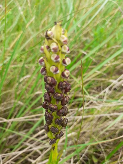 Corycium nigrescens, photographed by grabbarg