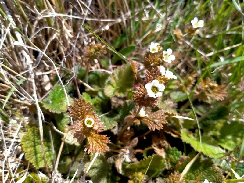 Geum leiospermum, photographed by John Barkla