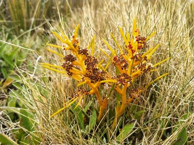 Aciphylla hectori