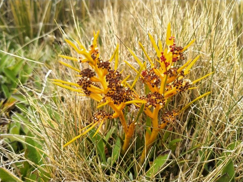 Aciphylla hectori, photographed by John Barkla