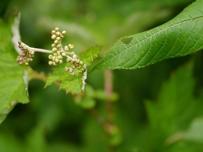 Filipendula vestita, photographed by Dinesh Valke