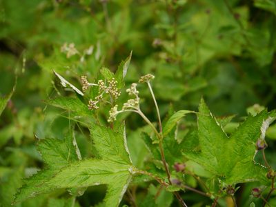 Filipendula vestita, photographed by Dinesh Valke