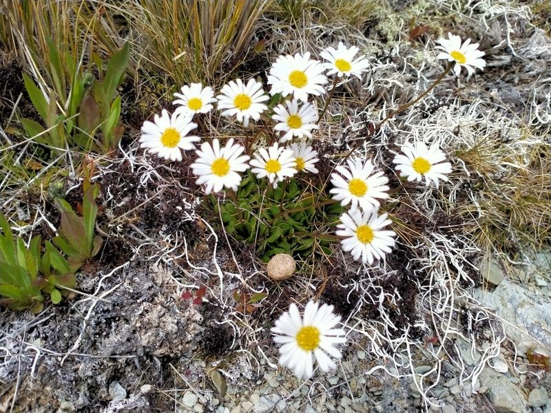 Brachyscome longiscapa, photographed by John Barkla